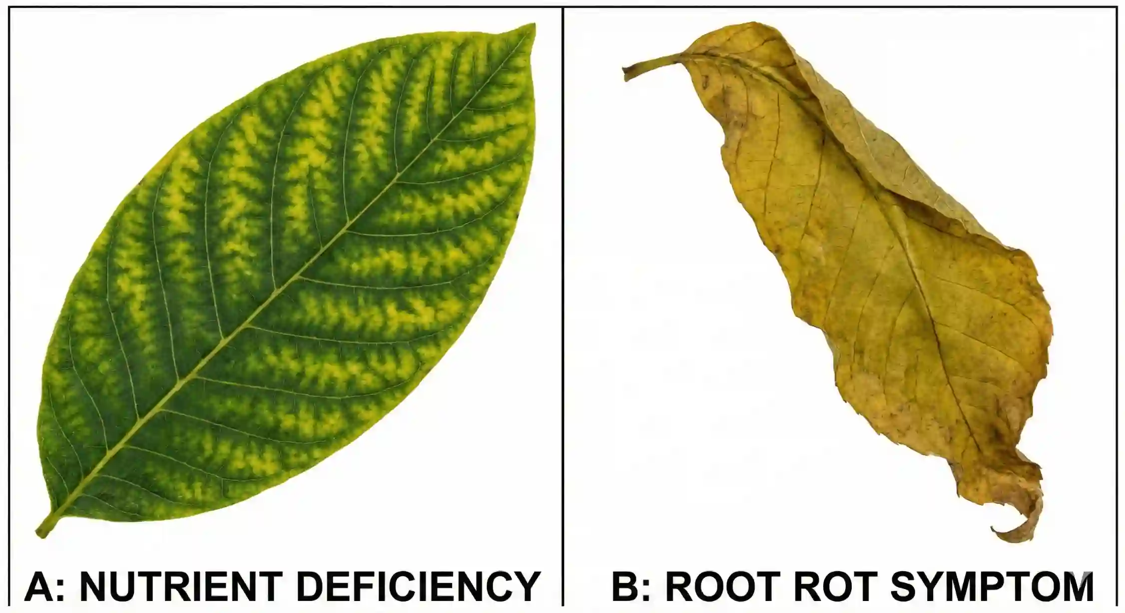 تفاوت ظاهری زرد شدن برگ گردو در اثر کمبود مواد مغذی با بیماری پوسیدگی ریشه.